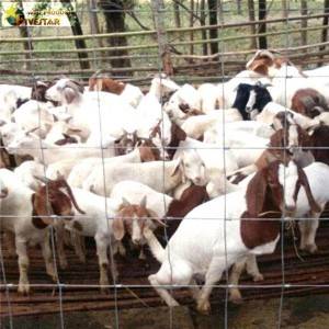 Goat  Fence